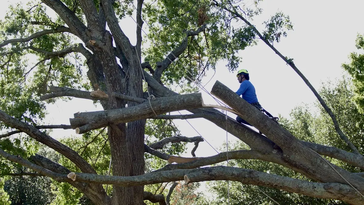 Professional Crown Thinning performed by certified arborists in Grapeville