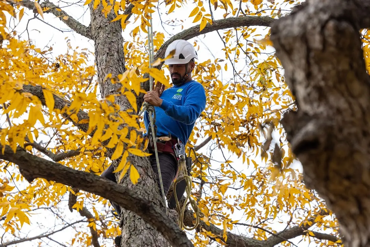 Skilled Tree Planing crew working in Grapeville
