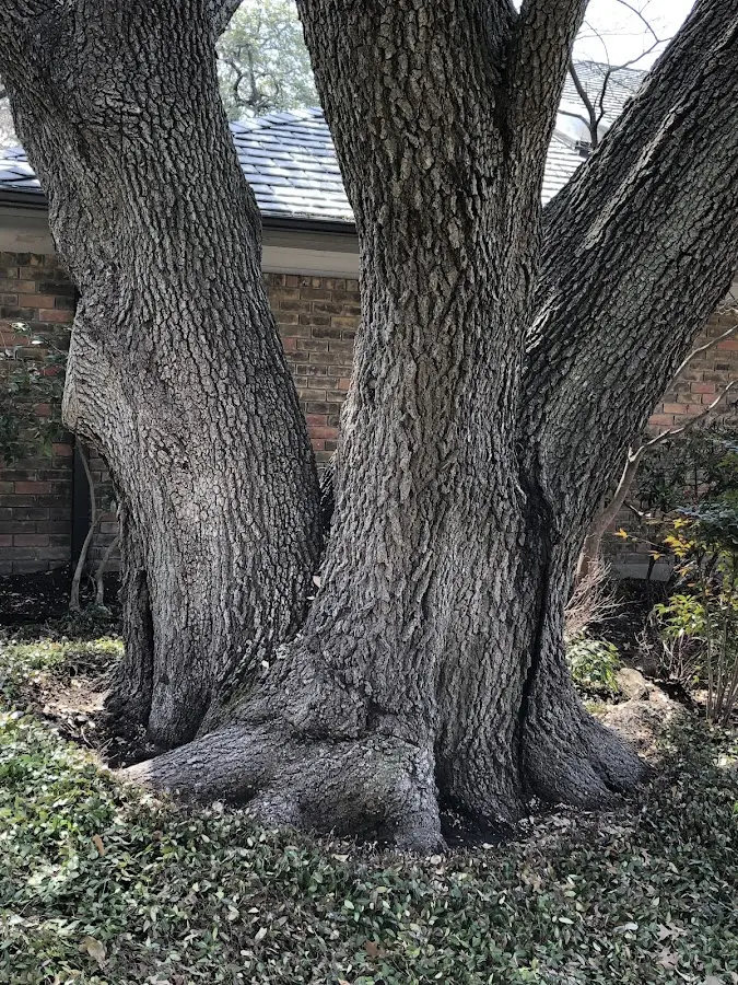 Mature heritage tree close to a Grapeville property cared for by certified arborists